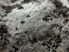 Pertusaria graphica