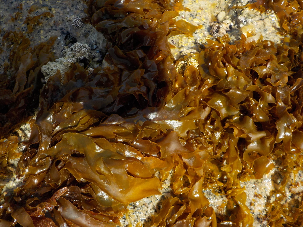 Rissoella