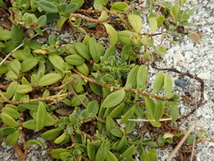 Veronica chathamica