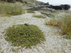 Veronica chathamica
