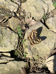 Symbrenthia lilaea formosanus