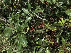 Guioa acutifolia
