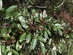 Guioa acutifolia