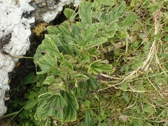 Urtica australis
