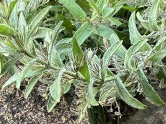 Andrographis echioides