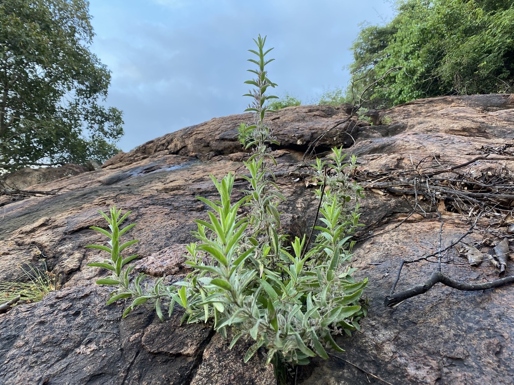 False Waterwillow