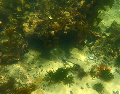 Trygonoptera imitata