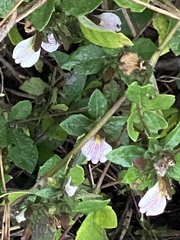 Blepharis maderaspatensis