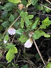 Blepharis maderaspatensis