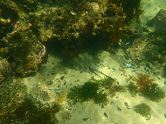 Trygonoptera imitata