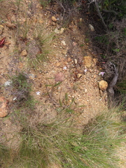 Prismatocarpus brevilobus