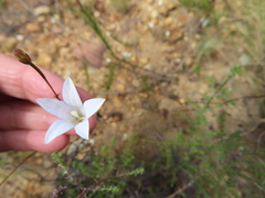 Prismatocarpus brevilobus