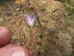 Prismatocarpus brevilobus