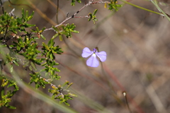 Lobelia tenuior
