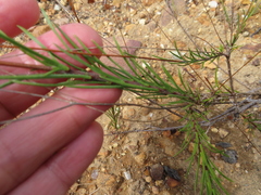 Prismatocarpus brevilobus