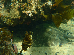 Trygonoptera imitata