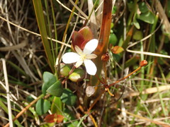 Libertia peregrinans