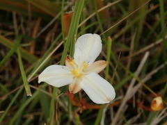 Libertia peregrinans