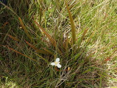 Libertia peregrinans