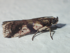Rhodophaea