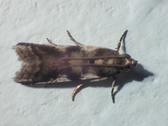 Rhodophaea