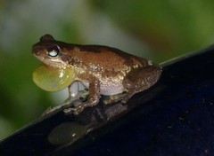 Litoria dentata