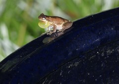 Litoria dentata