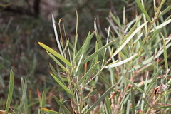 Acacia iteaphylla