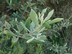 Corokia macrocarpa