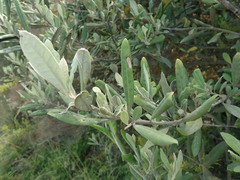 Corokia macrocarpa
