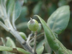 Corokia macrocarpa