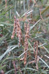 Acacia iteaphylla