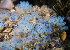 Clavelina australis