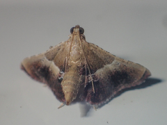 Endotricha repandalis