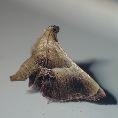 Endotricha repandalis