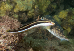 Aspidontus dussumieri