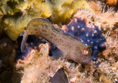 Parablennius intermedius