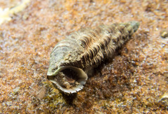 Batillaria australis