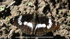 Limenitis sydyi