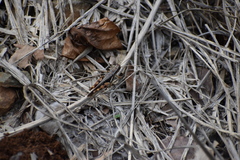 Stenocatantops angustifrons