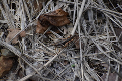 Stenocatantops angustifrons