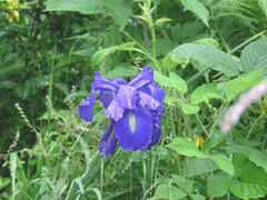 Iris latifolia