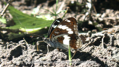 Limenitis sydyi