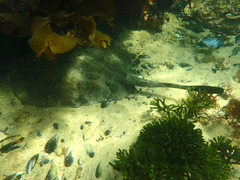 Trygonoptera imitata
