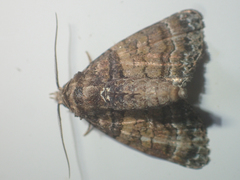 Chlumetia transversa