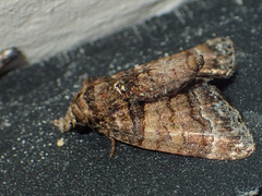Chlumetia transversa