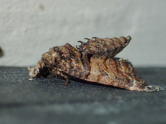 Chlumetia transversa