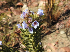 Lobostemon argenteus