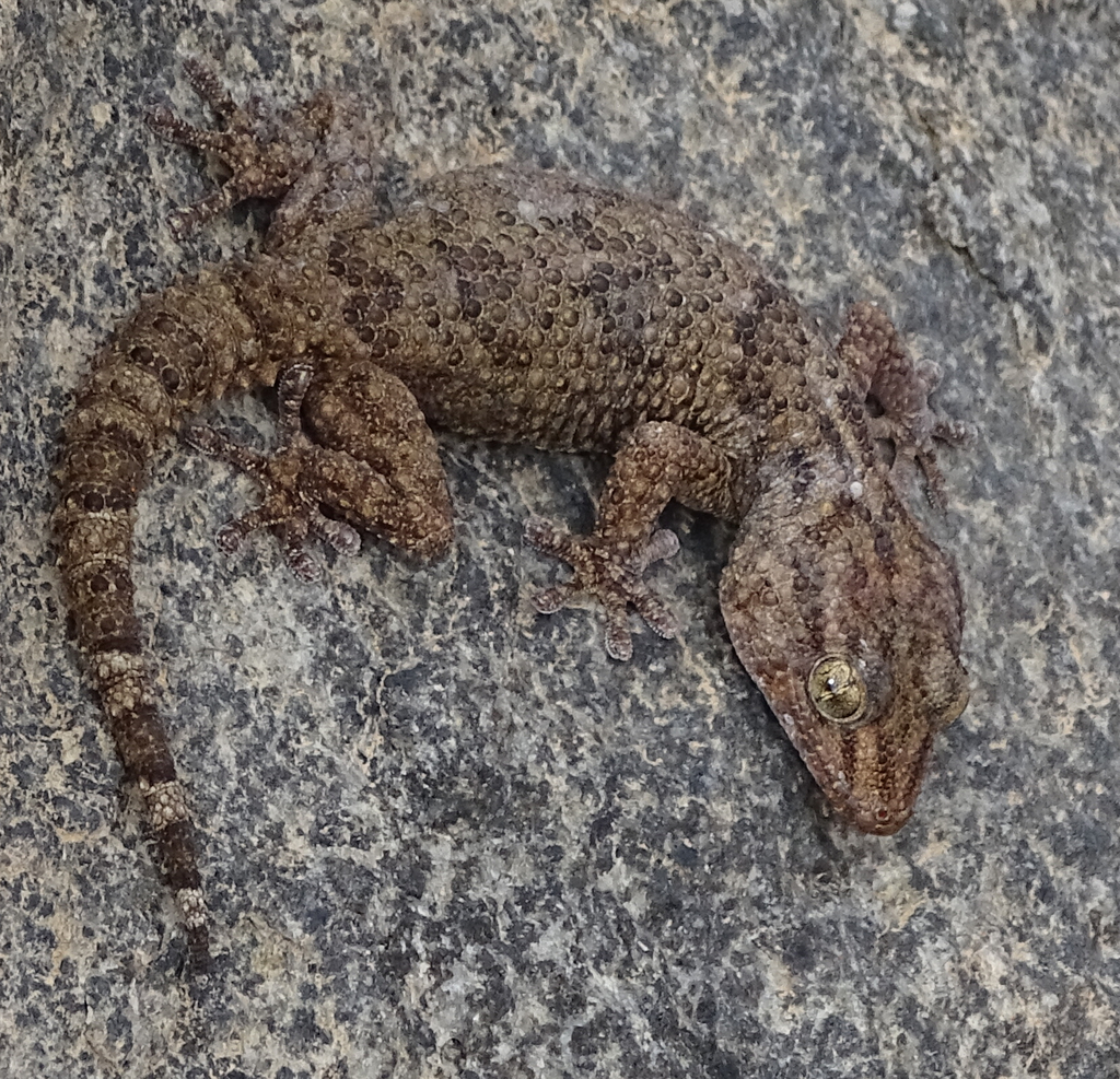 Fitzsimons' Thick-Toed Gecko