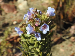 Lobostemon argenteus